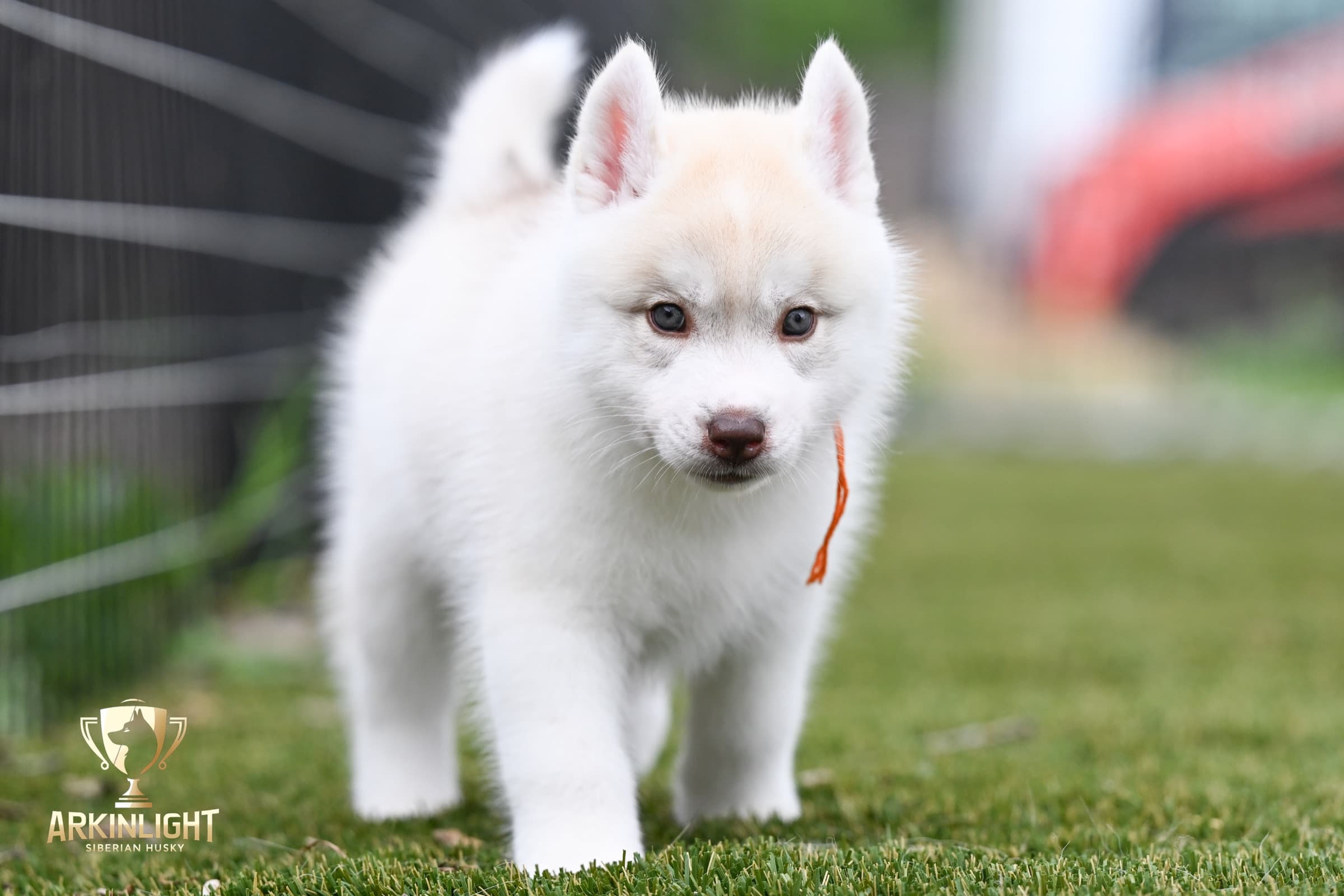 Arkinlight's Red Rose female Siberian Husky puppy outdoor photo 11