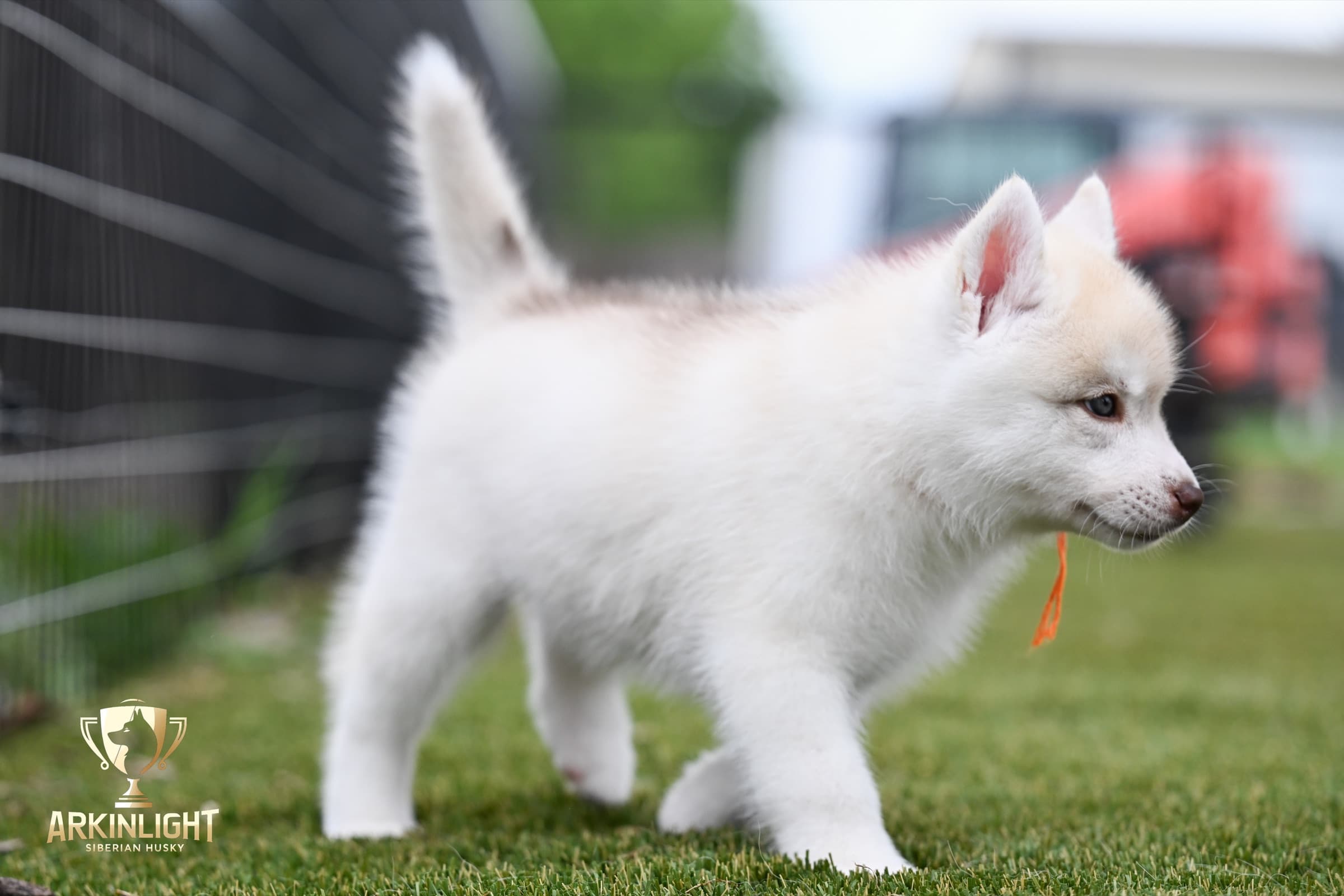 Arkinlight's Red Rose female Siberian Husky puppy outdoor photo 12