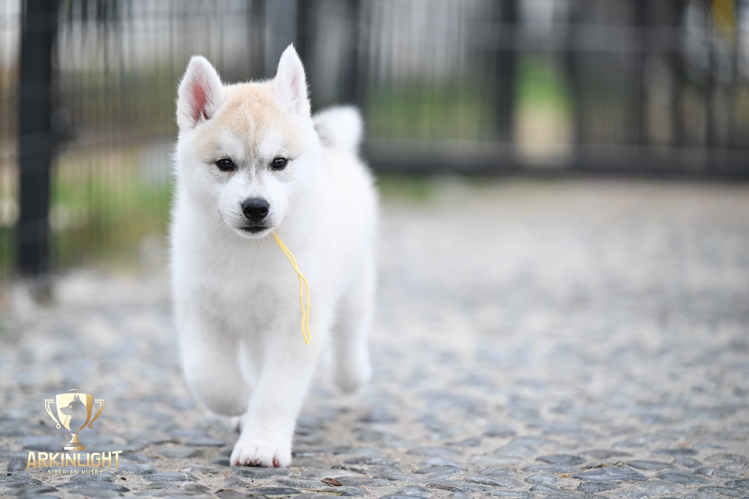Arkinlight's Silver Blossom female Siberian Husky puppy outdoor photo 1