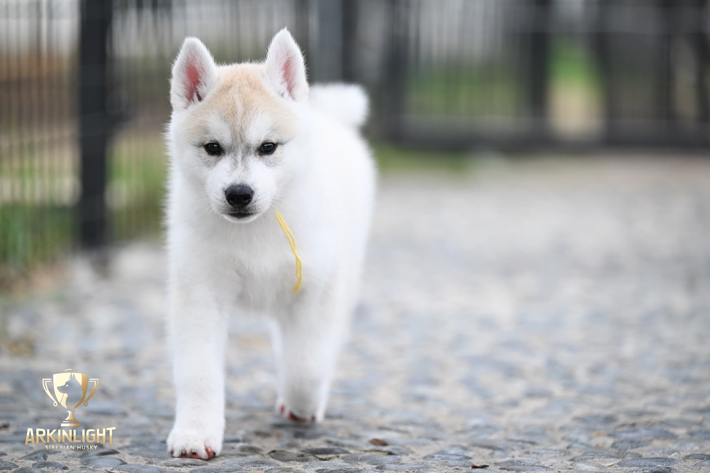 Arkinlight's Silver Blossom female Siberian Husky puppy outdoor photo 2