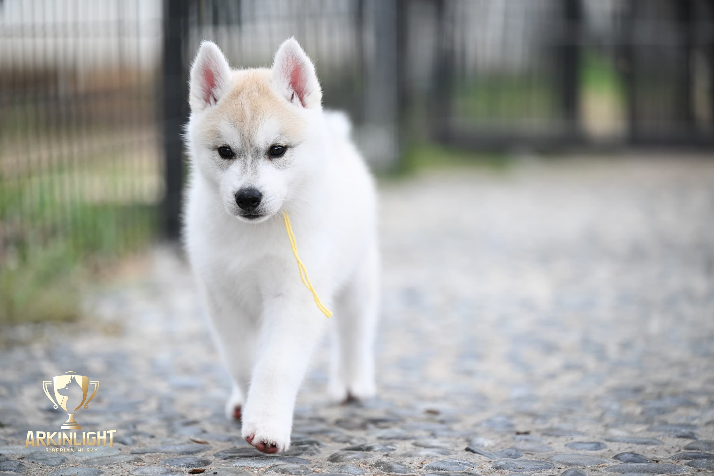 Arkinlight's Silver Blossom female Siberian Husky puppy outdoor photo 3