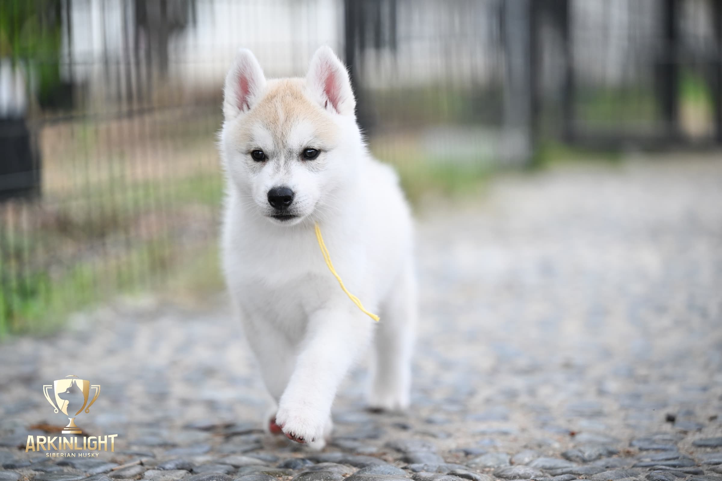 Arkinlight's Silver Blossom female Siberian Husky puppy outdoor photo 4