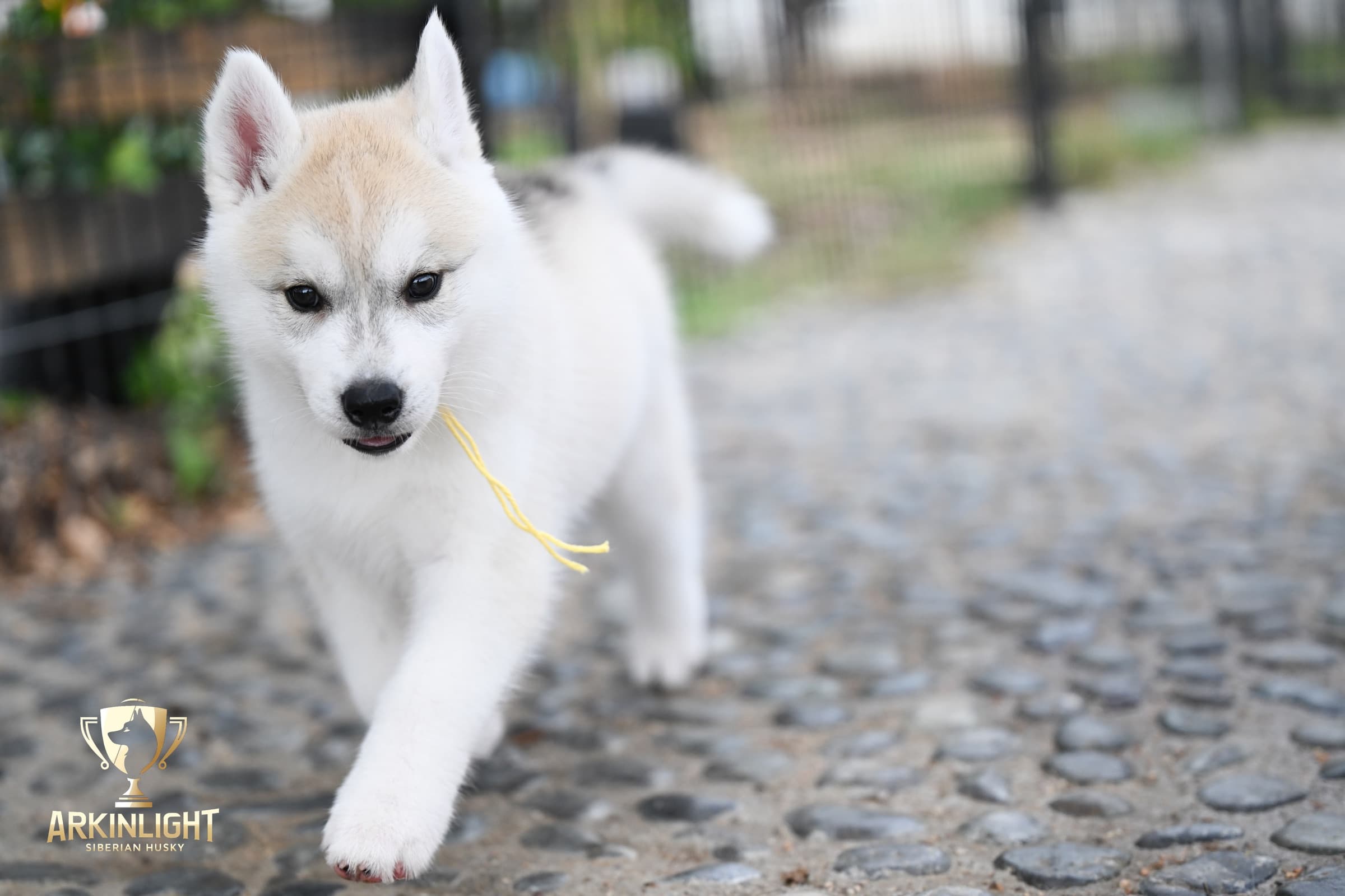 Arkinlight's Silver Blossom female Siberian Husky puppy outdoor photo 5