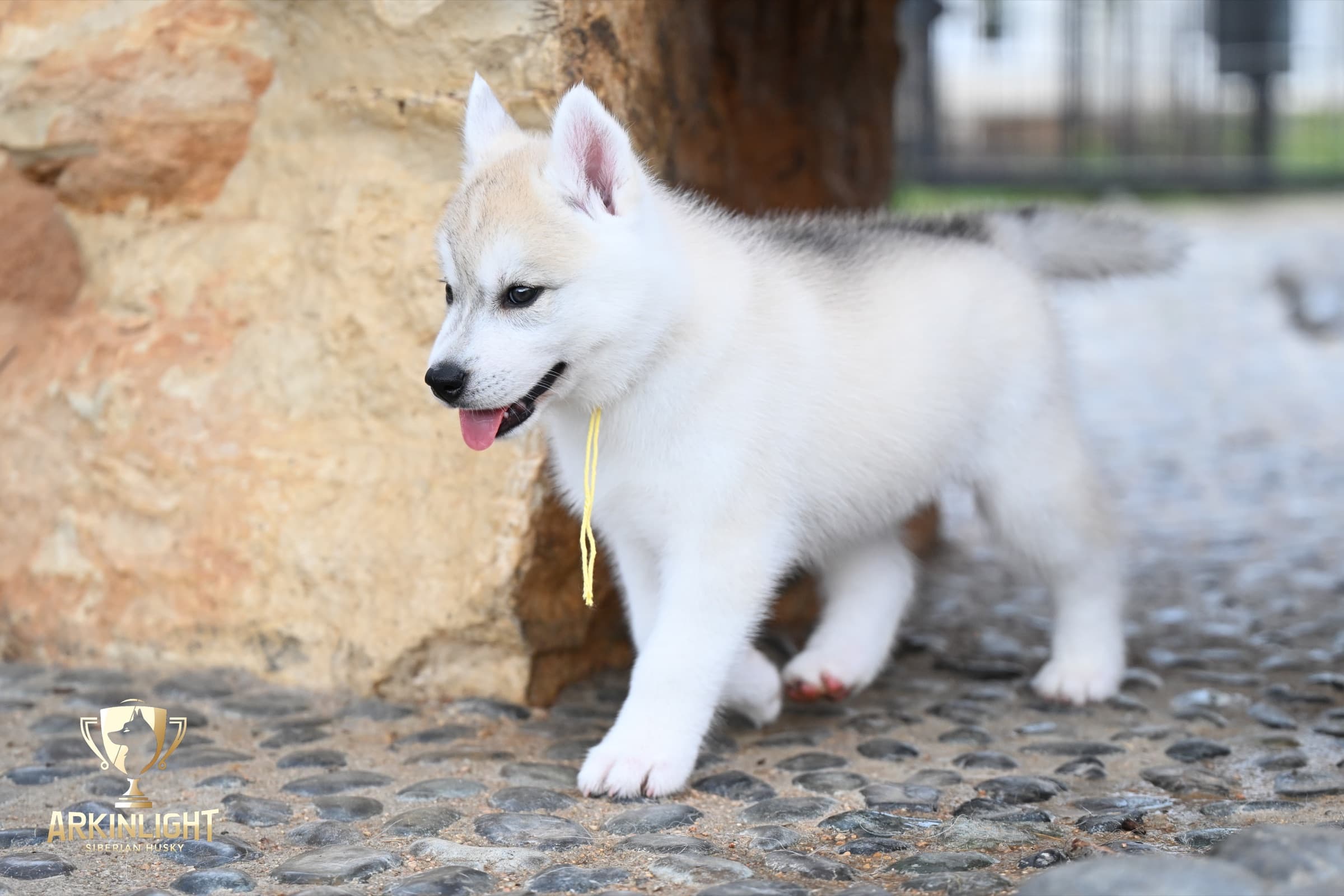 Arkinlight's Silver Blossom female Siberian Husky puppy outdoor photo 6