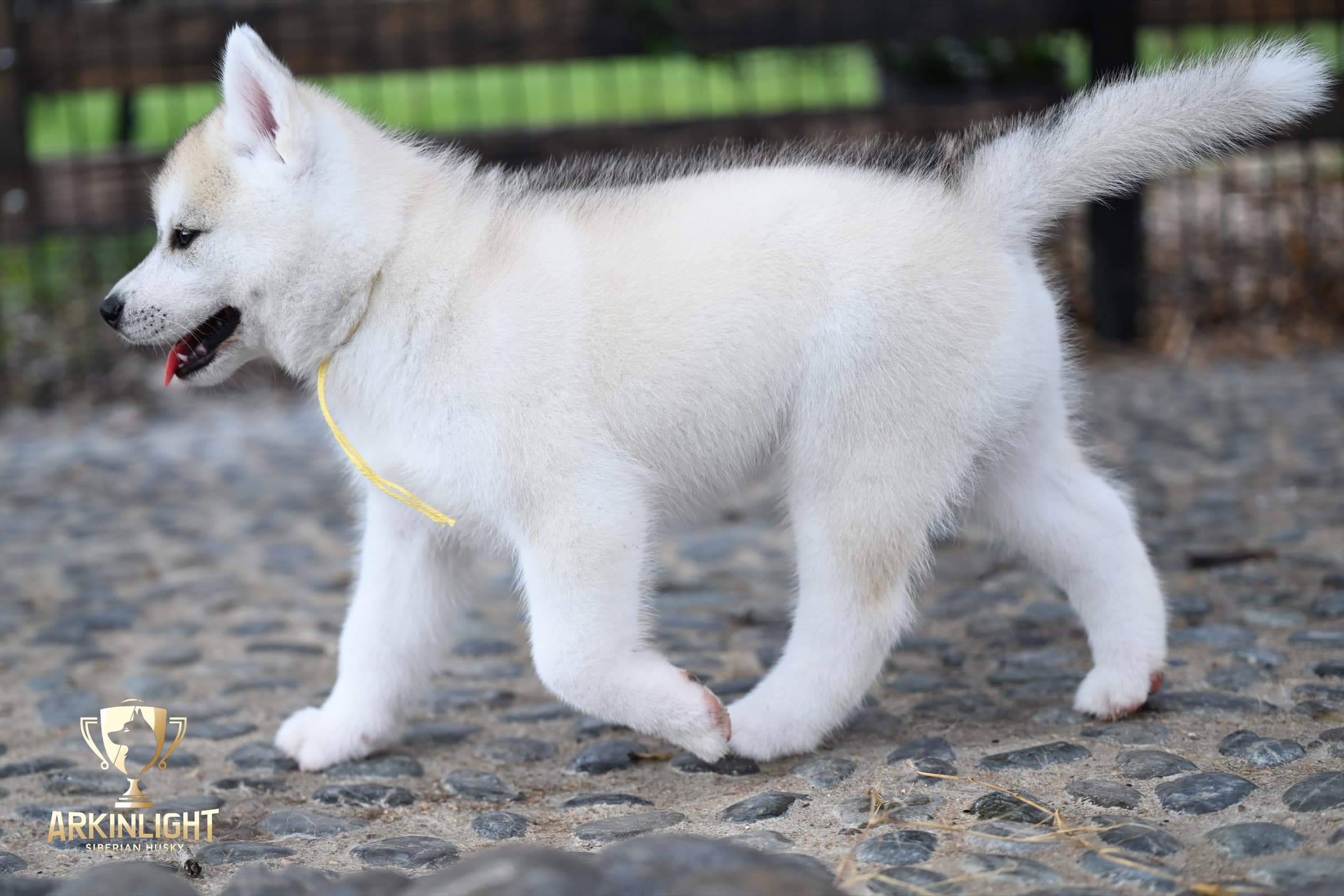 Arkinlight's Silver Blossom female Siberian Husky puppy outdoor photo 7