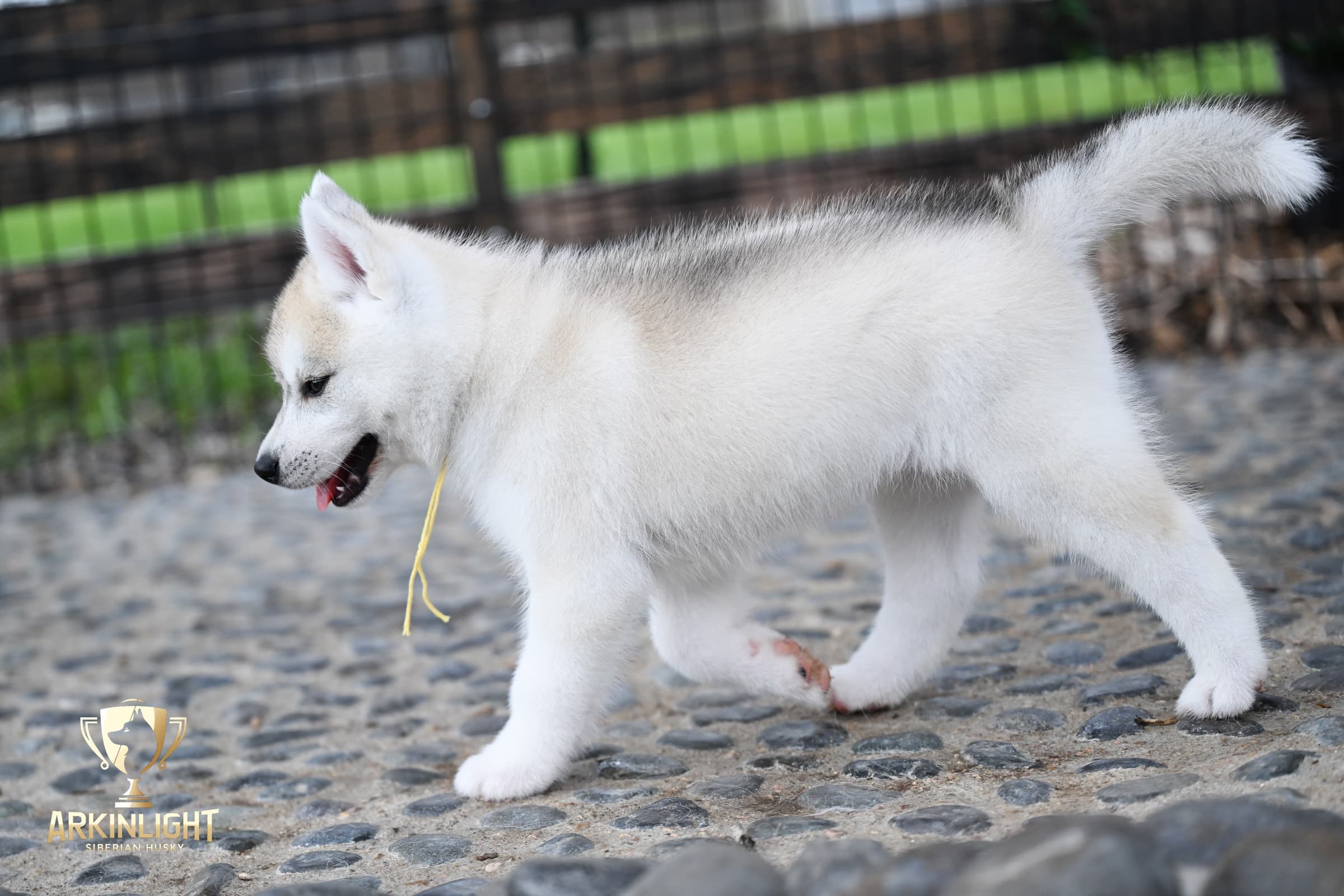 Arkinlight's Silver Blossom female Siberian Husky puppy outdoor photo 8