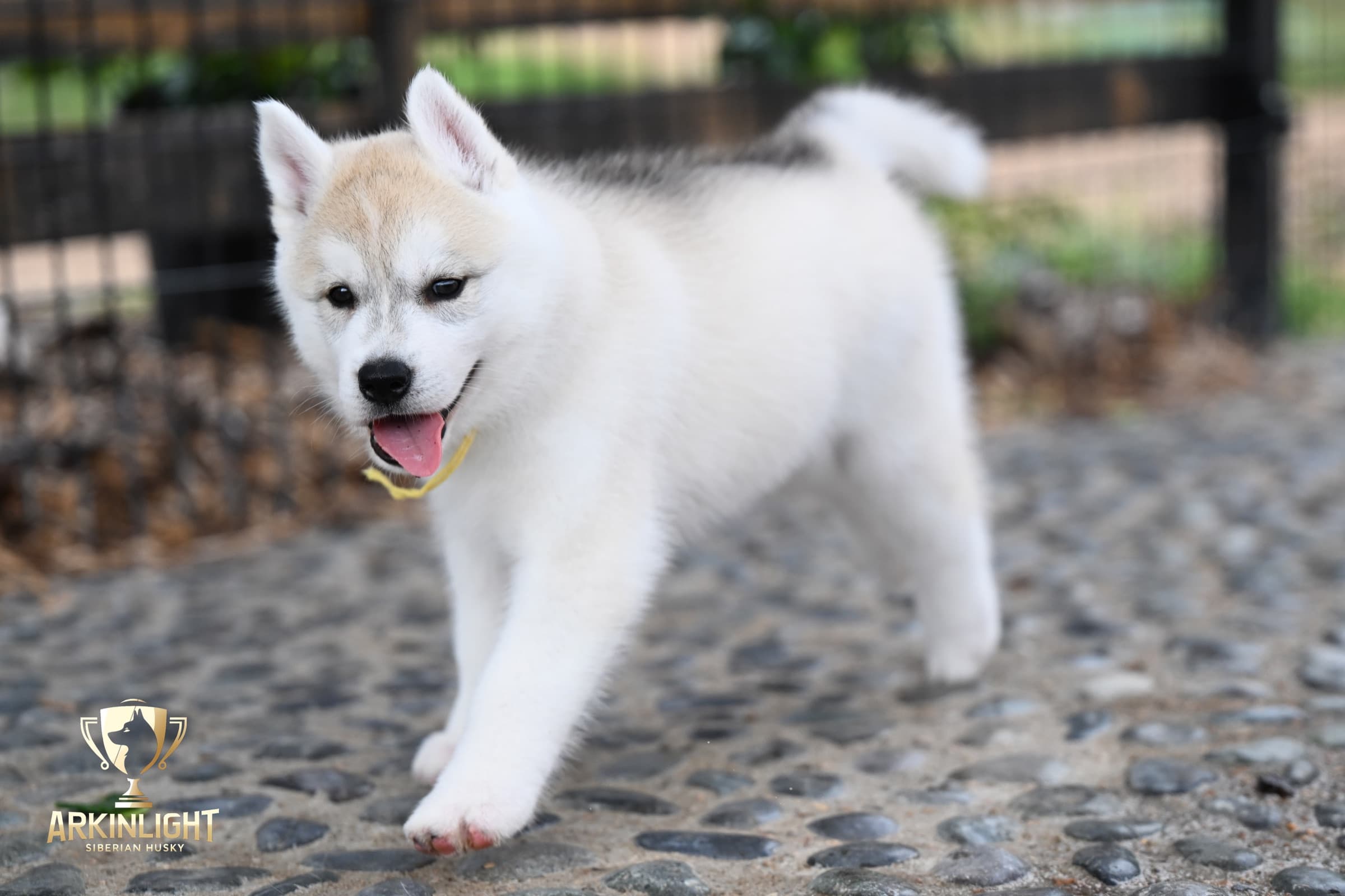 Arkinlight's Silver Blossom female Siberian Husky puppy outdoor photo 9
