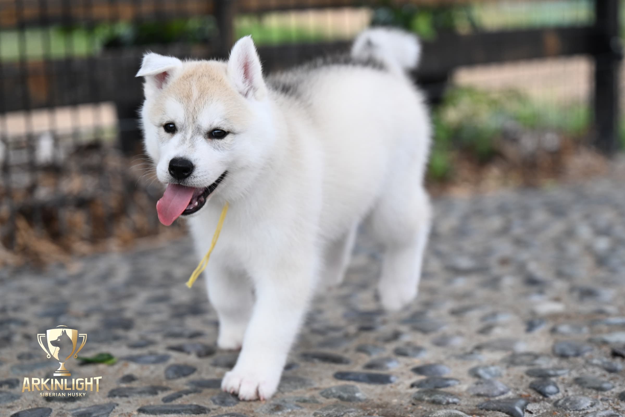 Arkinlight's Silver Blossom female Siberian Husky puppy outdoor photo 10