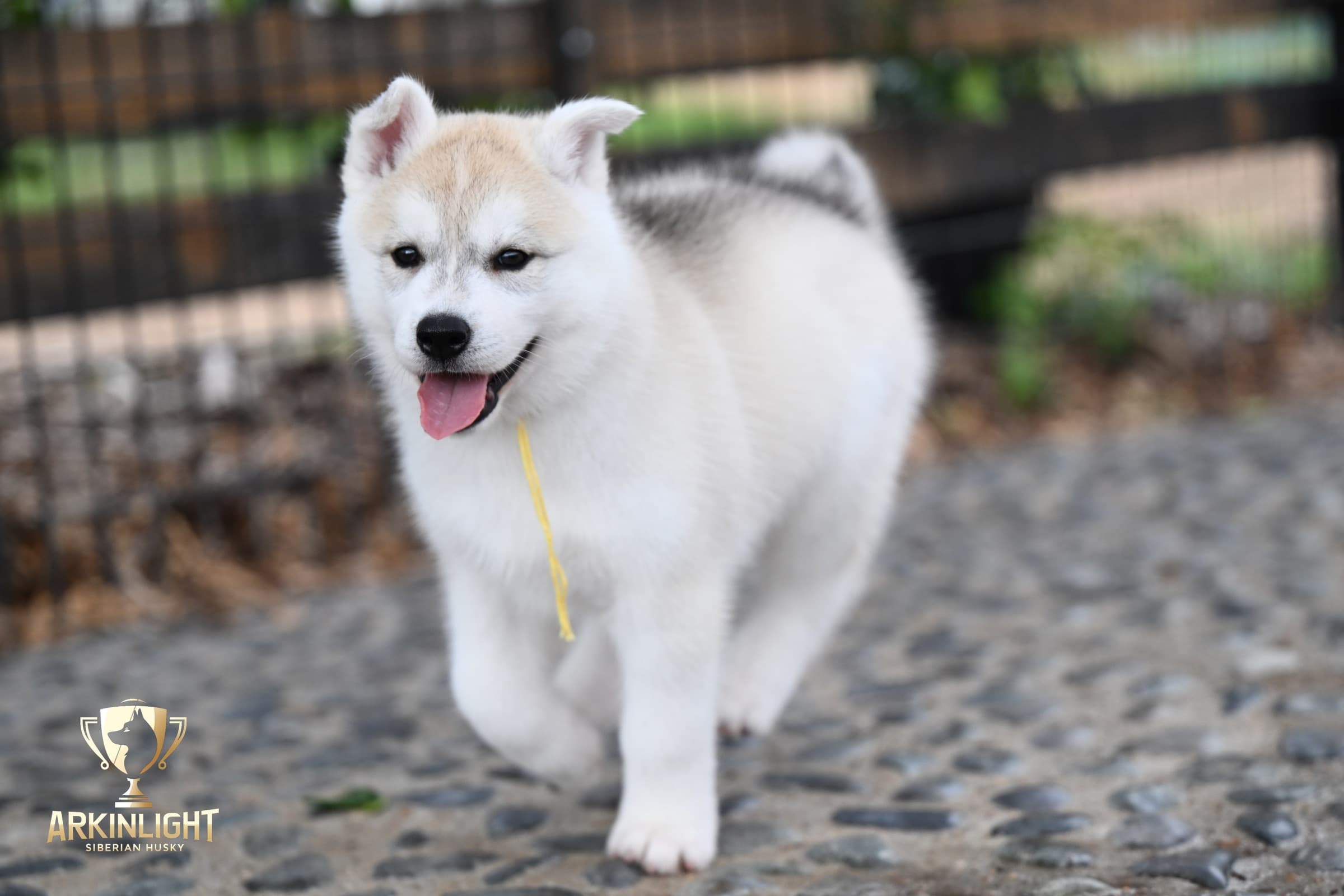 Arkinlight's Silver Blossom female Siberian Husky puppy outdoor photo 11