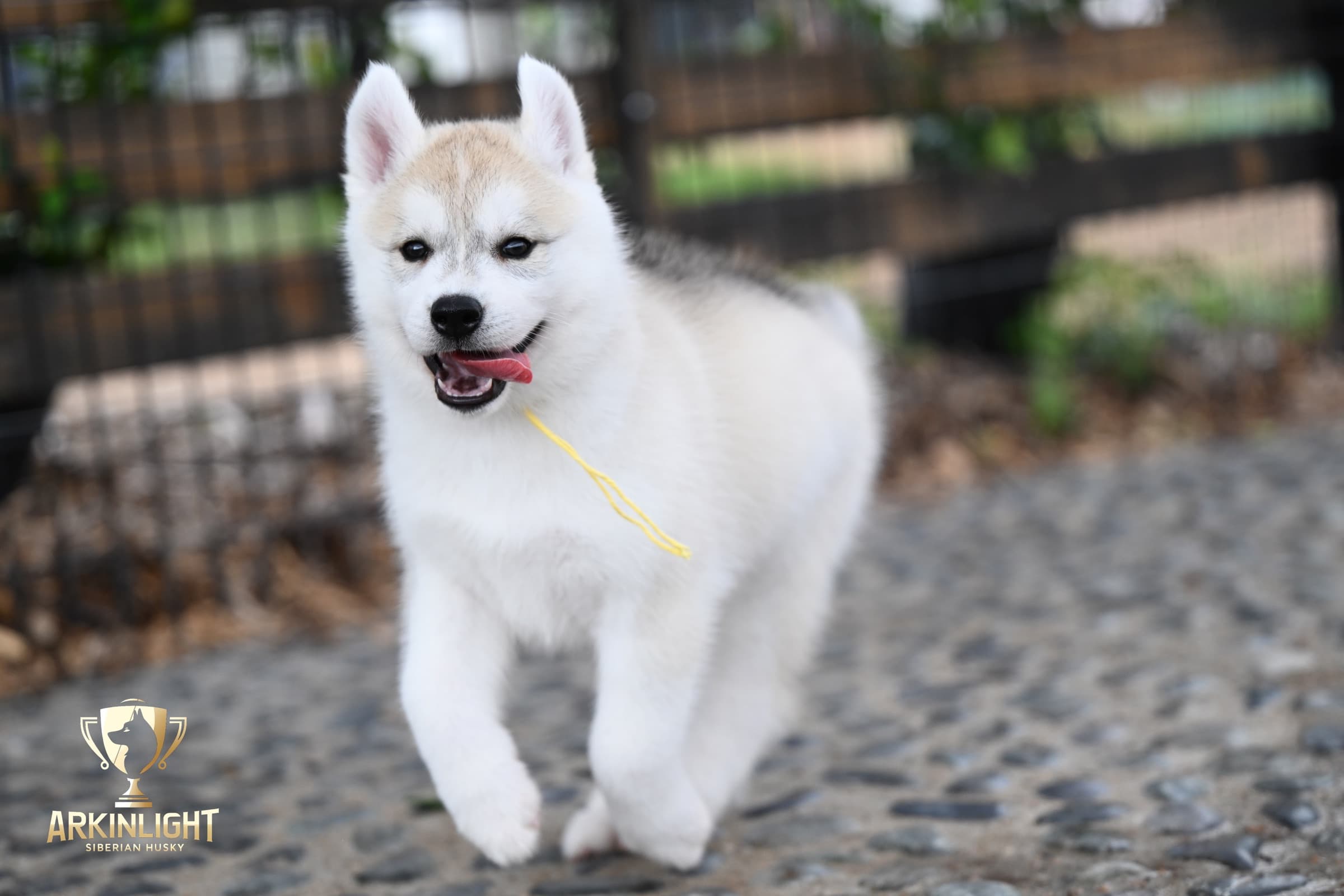 Arkinlight's Silver Blossom female Siberian Husky puppy outdoor photo 12