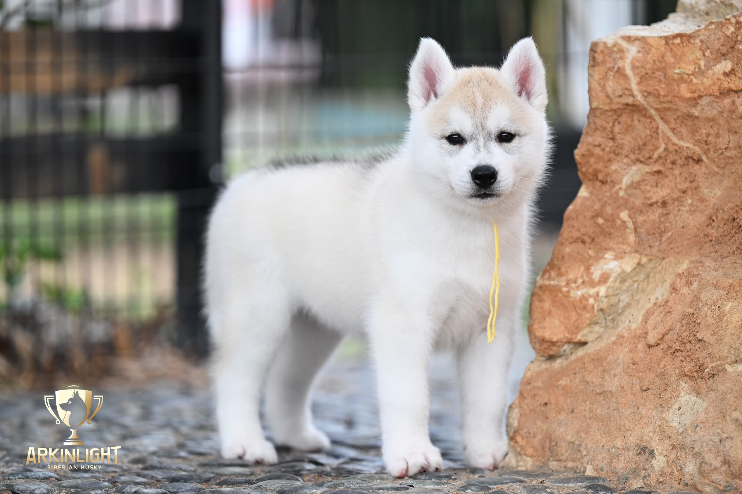 Arkinlight's Silver Blossom female Siberian Husky puppy outdoor photo 13