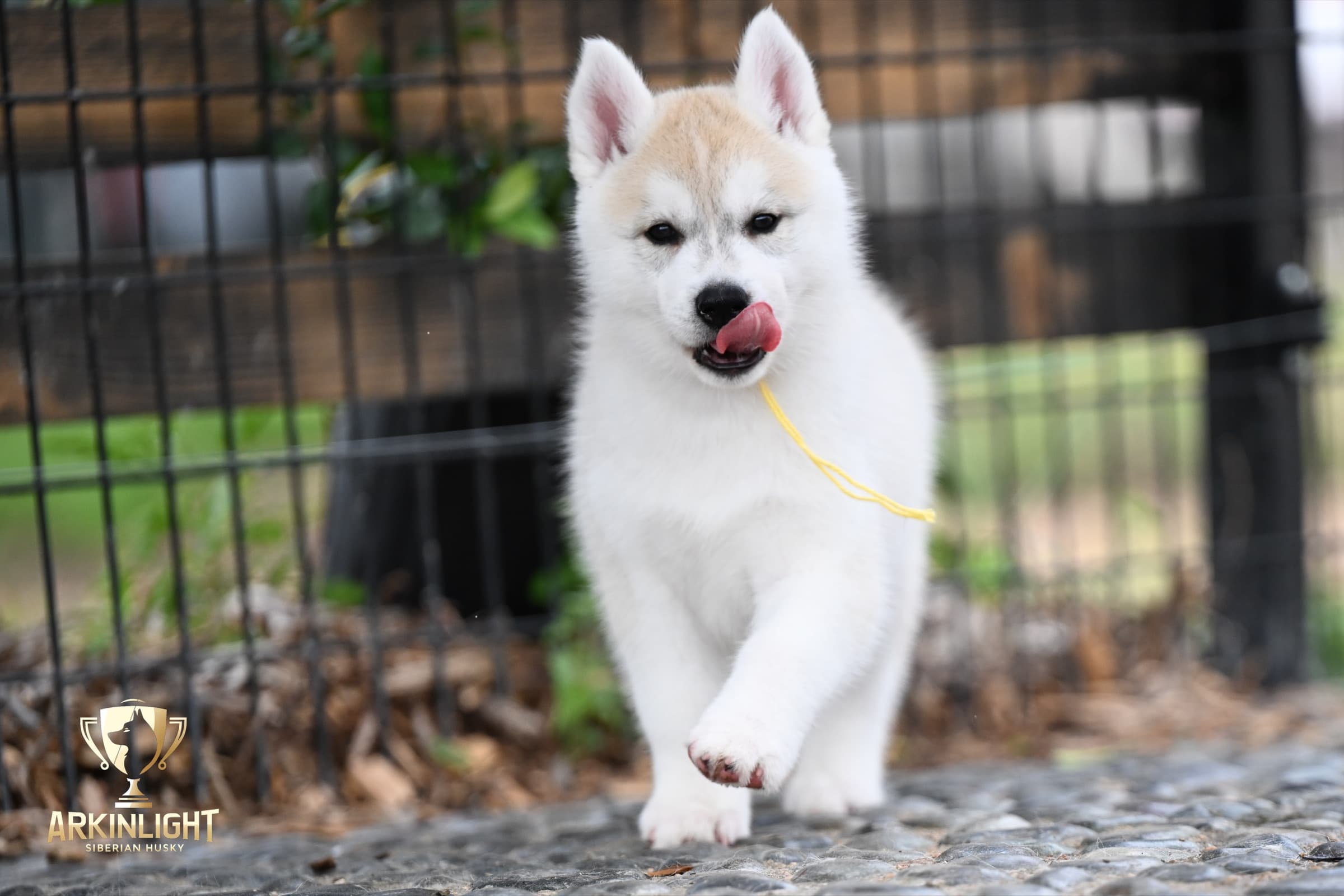 Arkinlight's Silver Blossom female Siberian Husky puppy outdoor photo 14