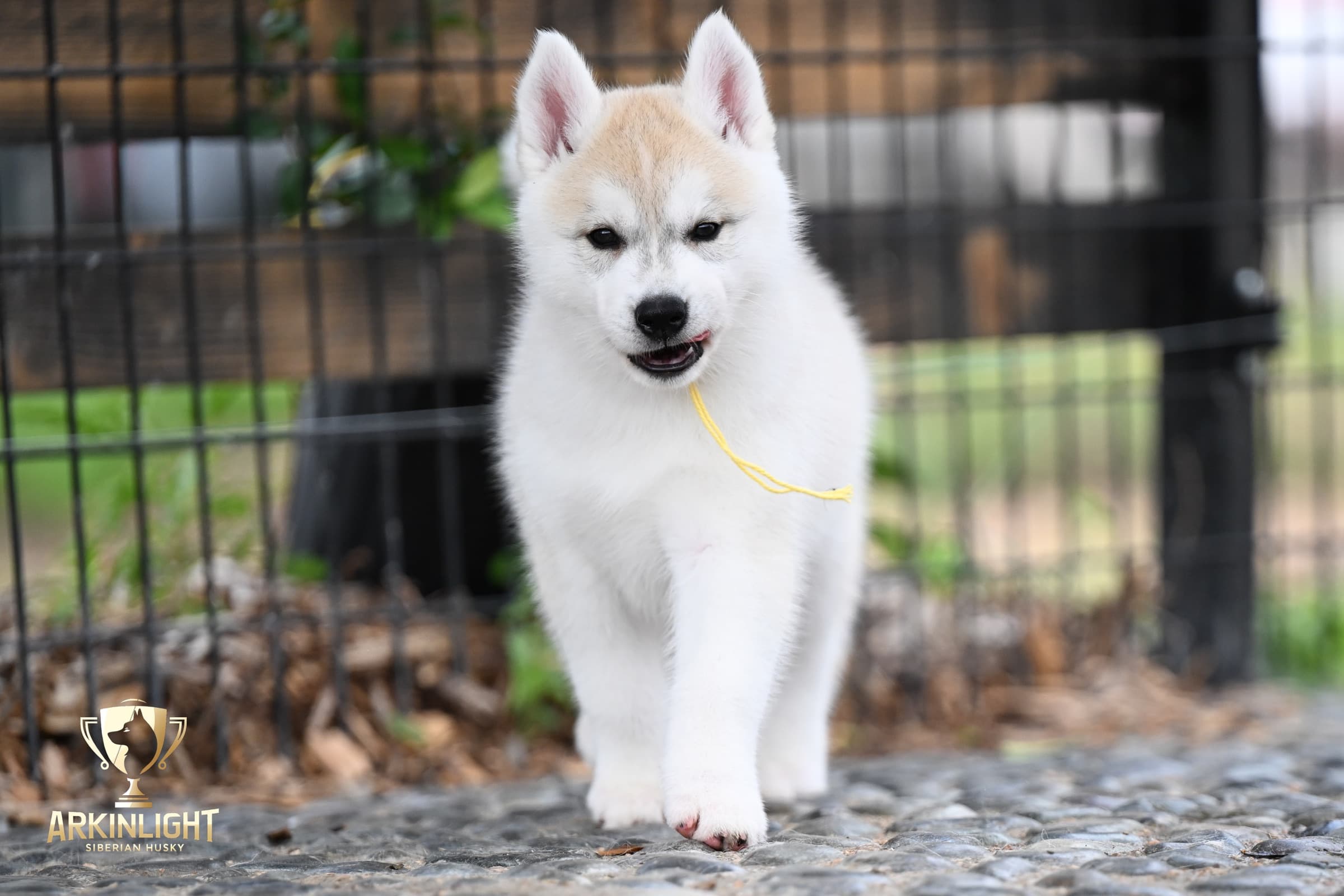 Arkinlight's Silver Blossom female Siberian Husky puppy outdoor photo 15