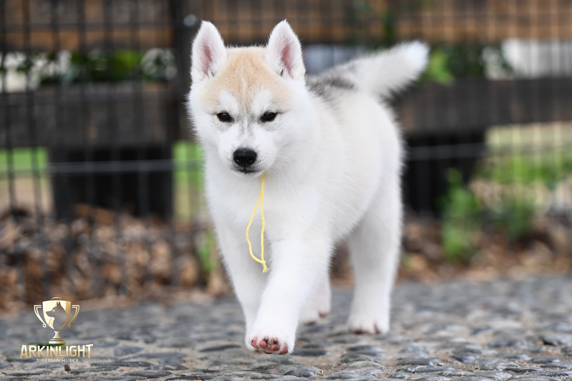 Arkinlight's Silver Blossom female Siberian Husky puppy outdoor photo 16