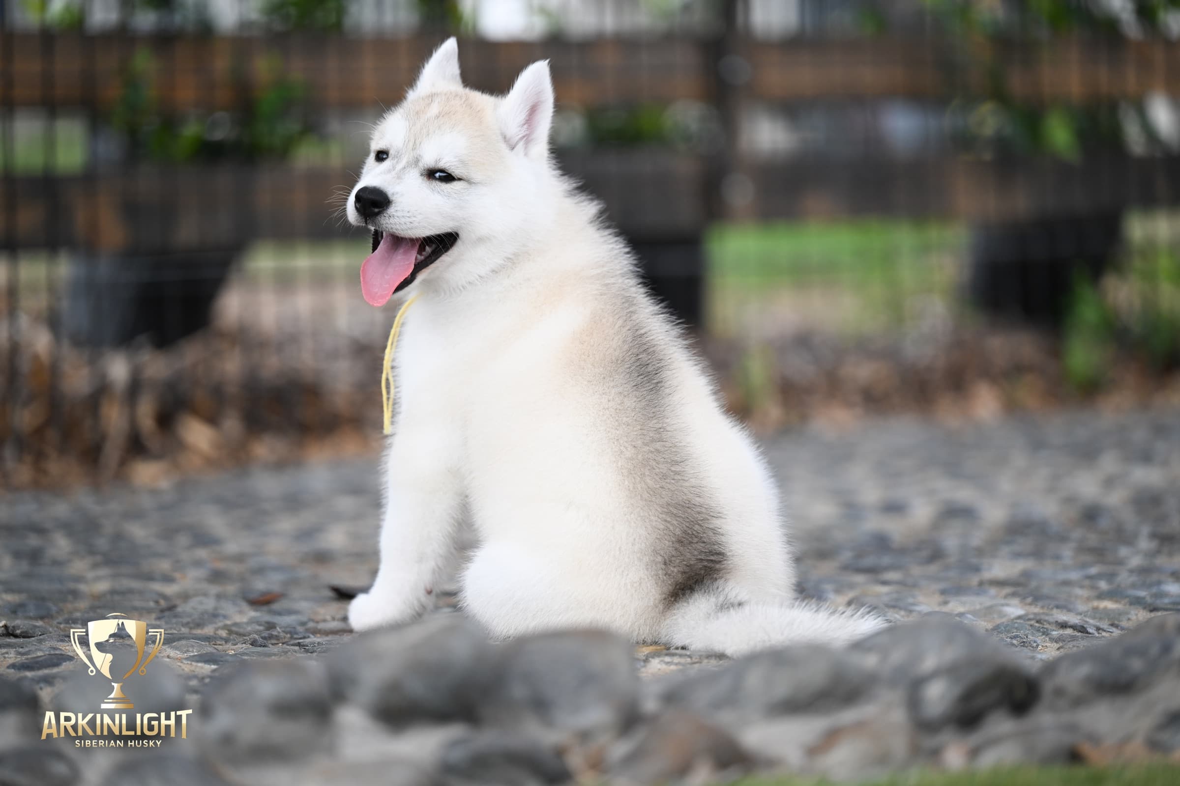 Arkinlight's Silver Blossom female Siberian Husky puppy outdoor photo 17