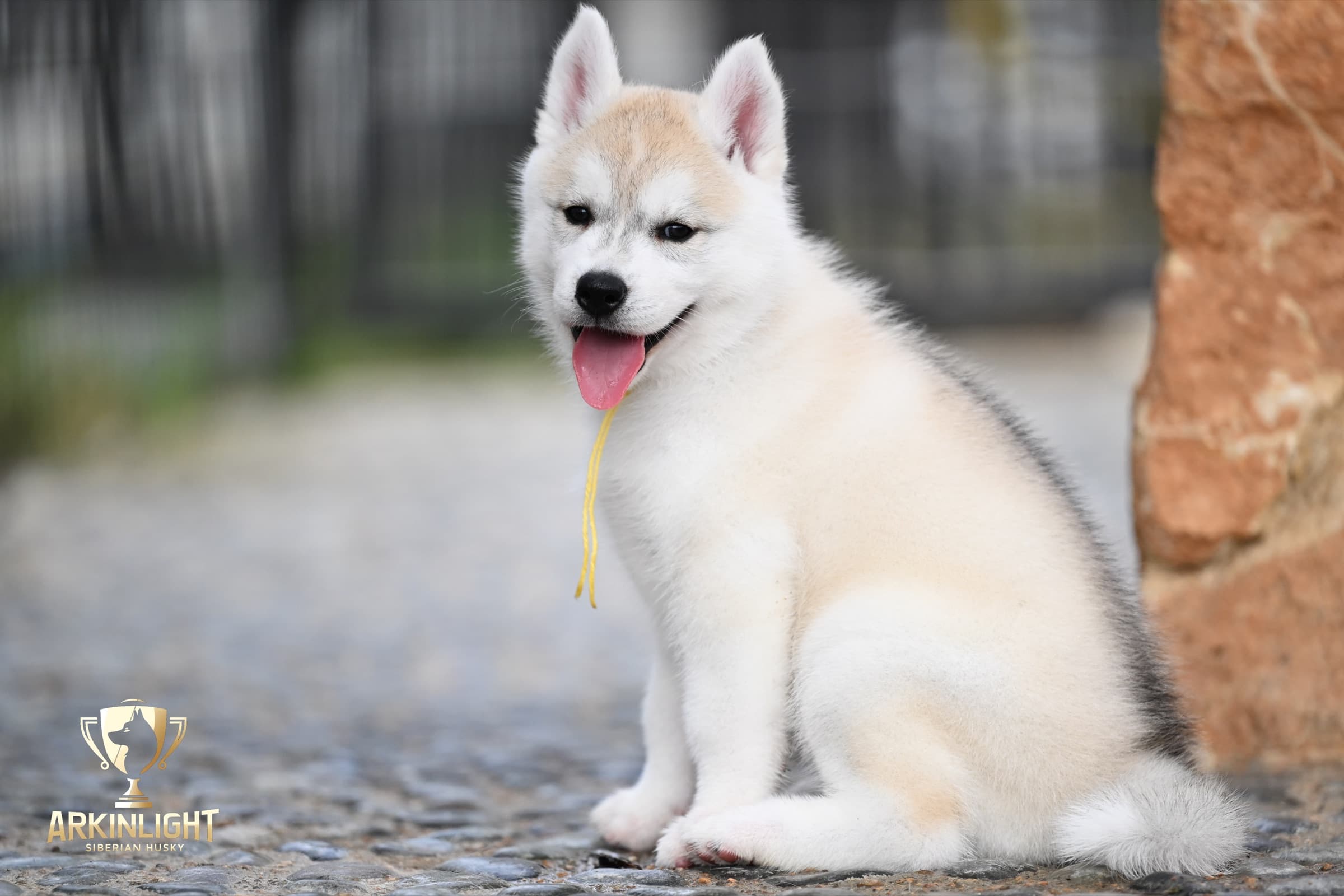Arkinlight's Silver Blossom female Siberian Husky puppy outdoor photo 18
