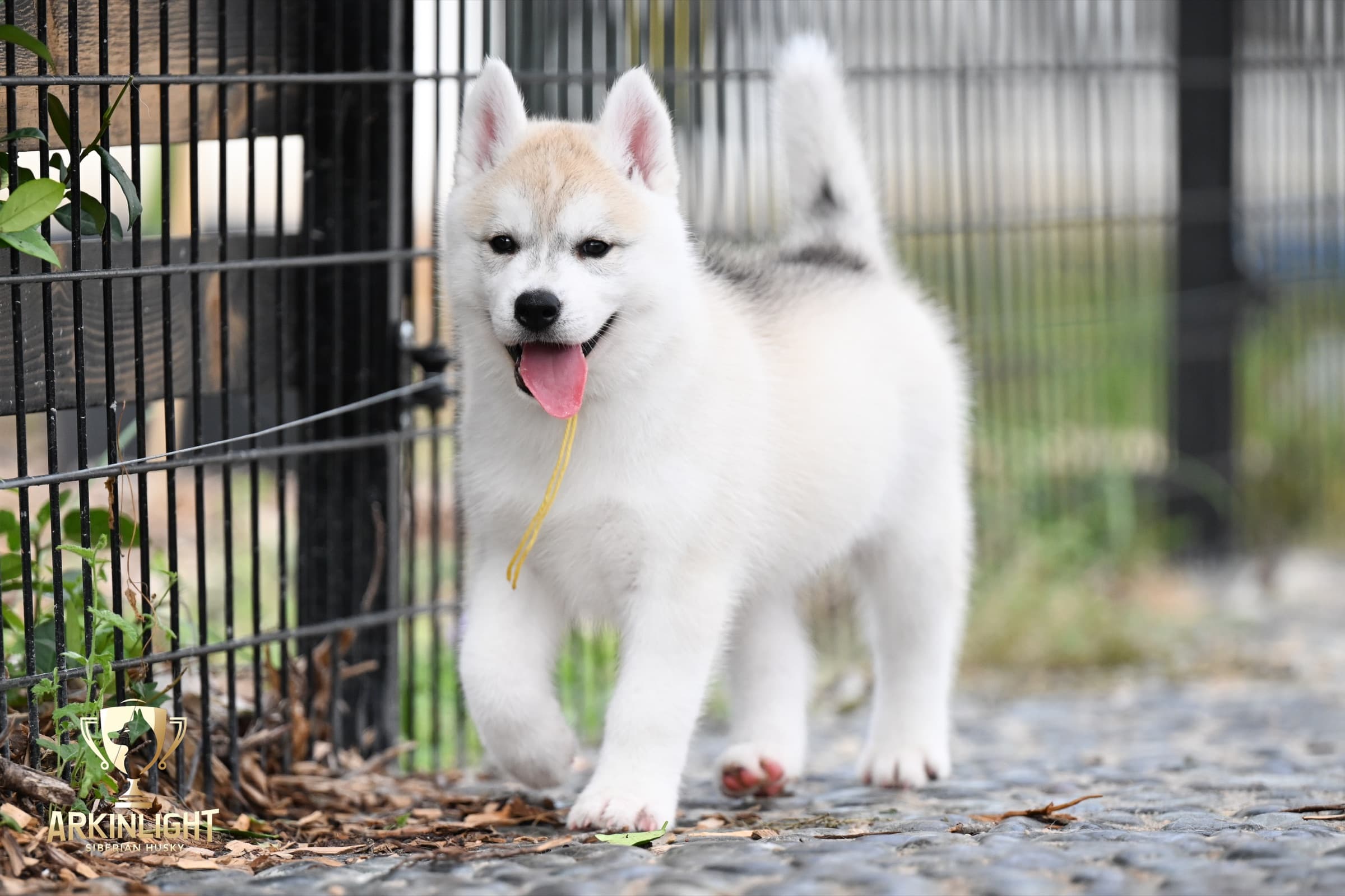 Arkinlight's Silver Blossom female Siberian Husky puppy outdoor photo 19