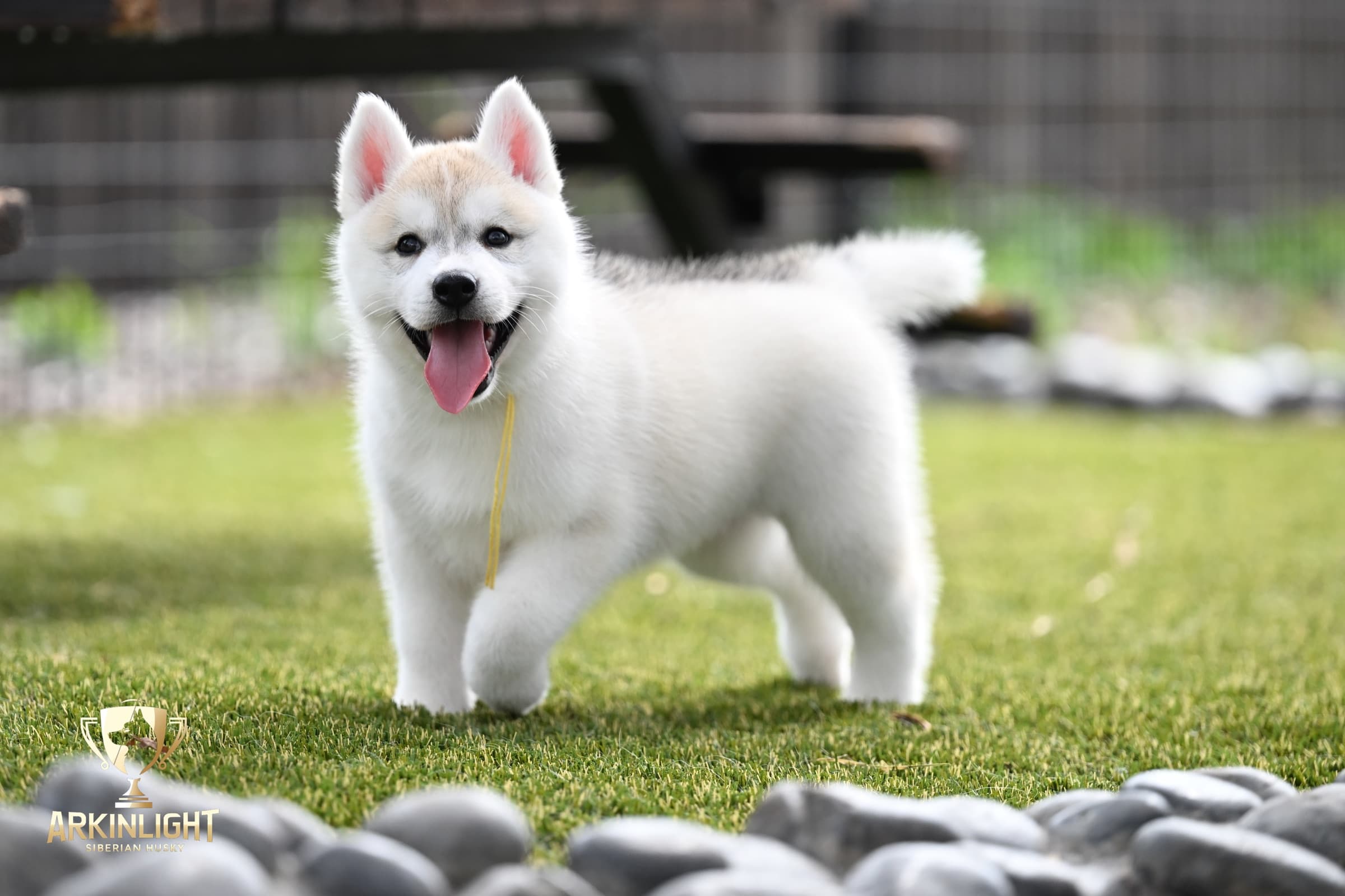 Arkinlight's Silver Blossom female Siberian Husky puppy outdoor photo 20
