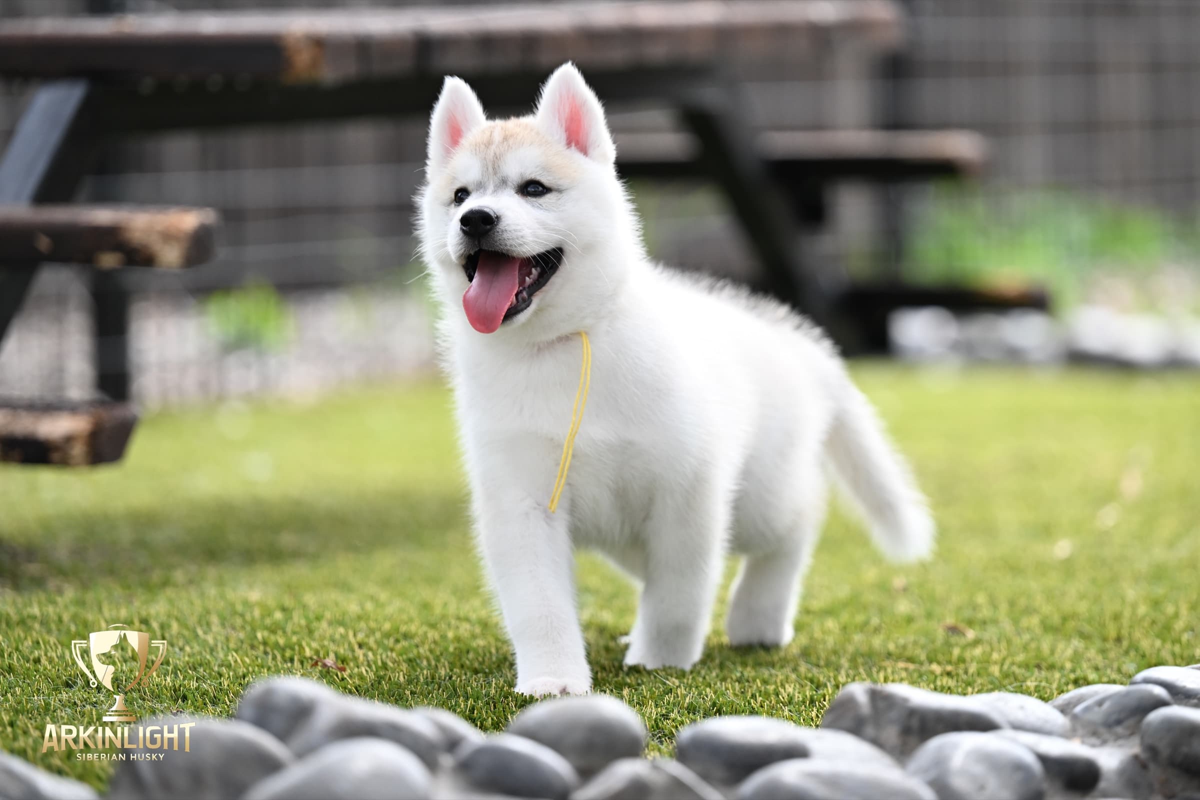 Arkinlight's Silver Blossom female Siberian Husky puppy outdoor photo 21