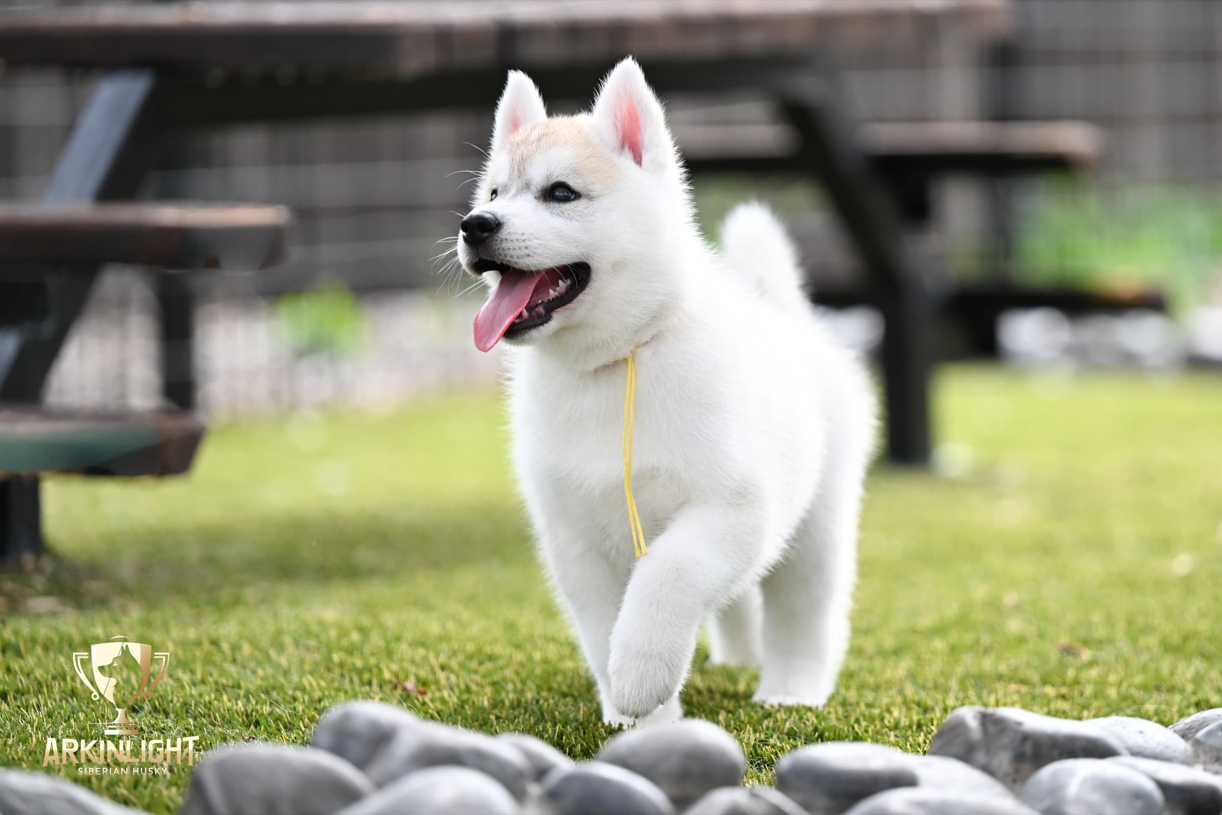 Arkinlight's Silver Blossom female Siberian Husky puppy outdoor photo 22