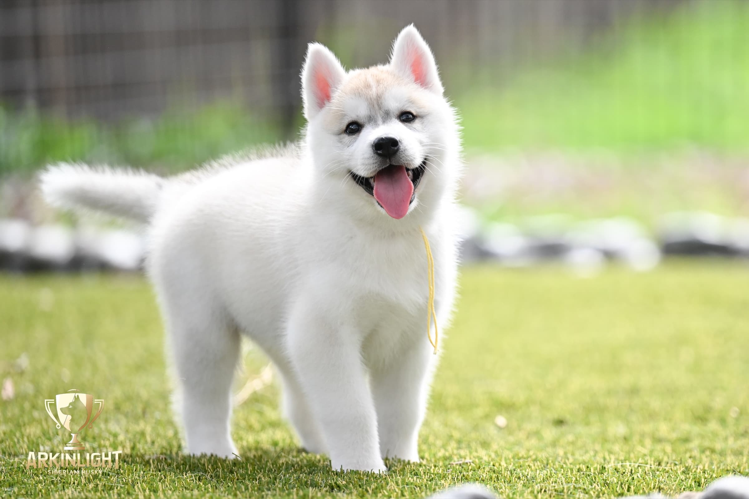 Arkinlight's Silver Blossom female Siberian Husky puppy outdoor photo 23