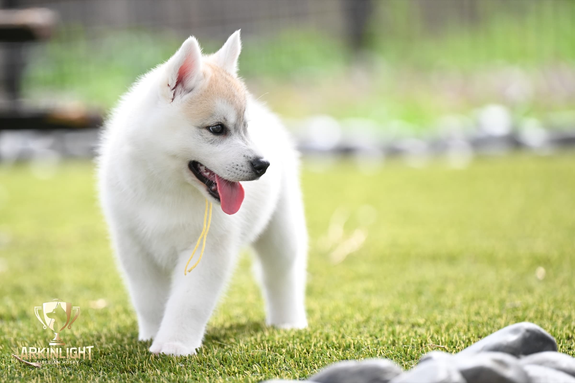 Arkinlight's Silver Blossom female Siberian Husky puppy outdoor photo 24