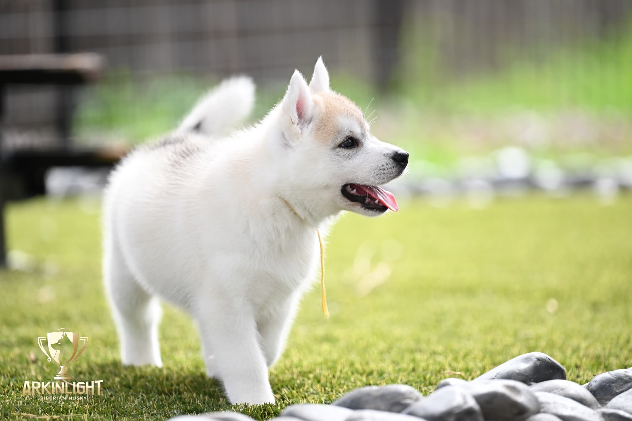 Arkinlight's Silver Blossom female Siberian Husky puppy outdoor photo 25