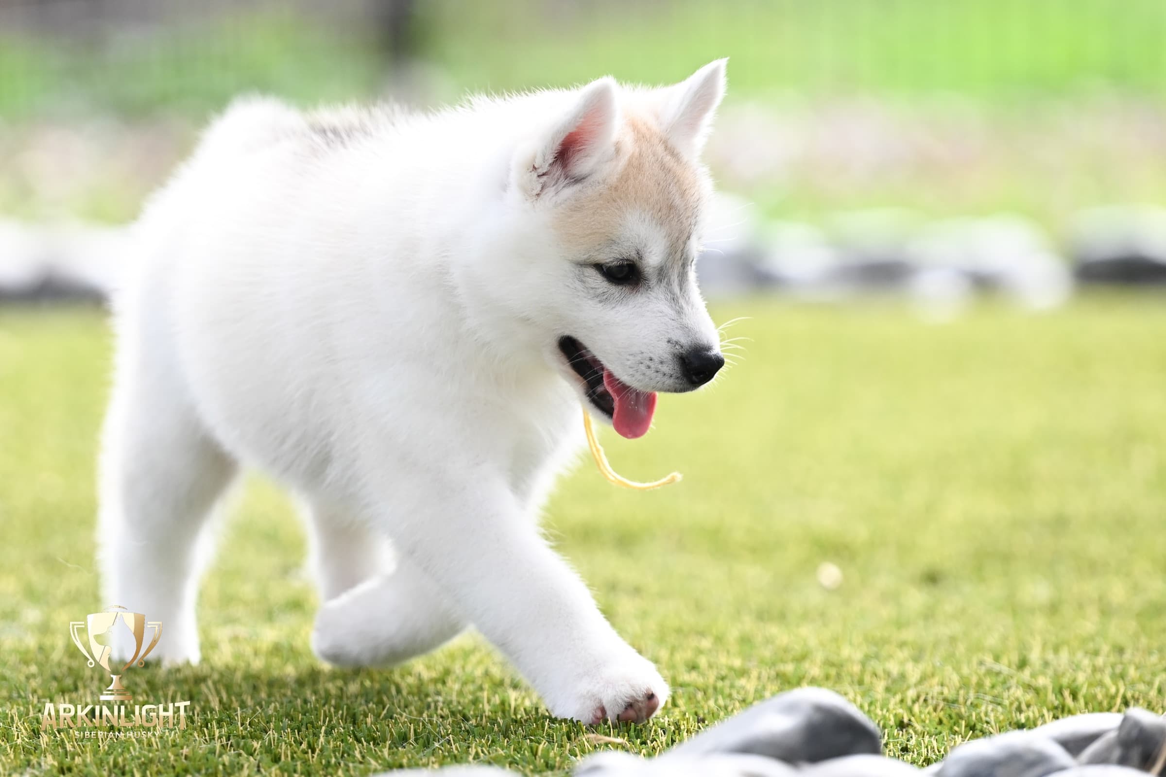 Arkinlight's Silver Blossom female Siberian Husky puppy outdoor photo 26