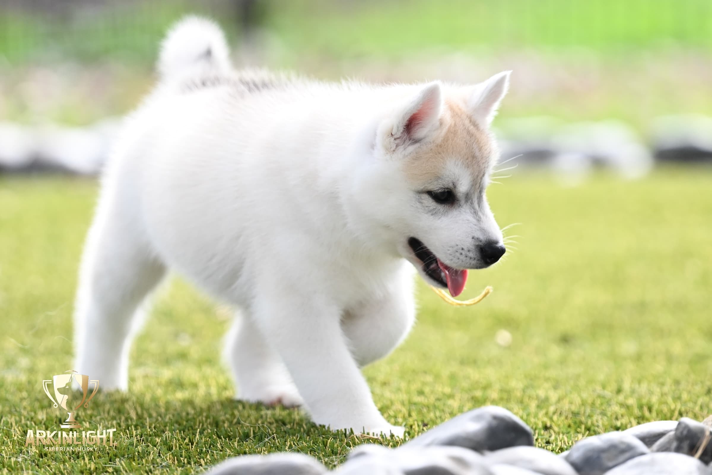 Arkinlight's Silver Blossom female Siberian Husky puppy outdoor photo 27