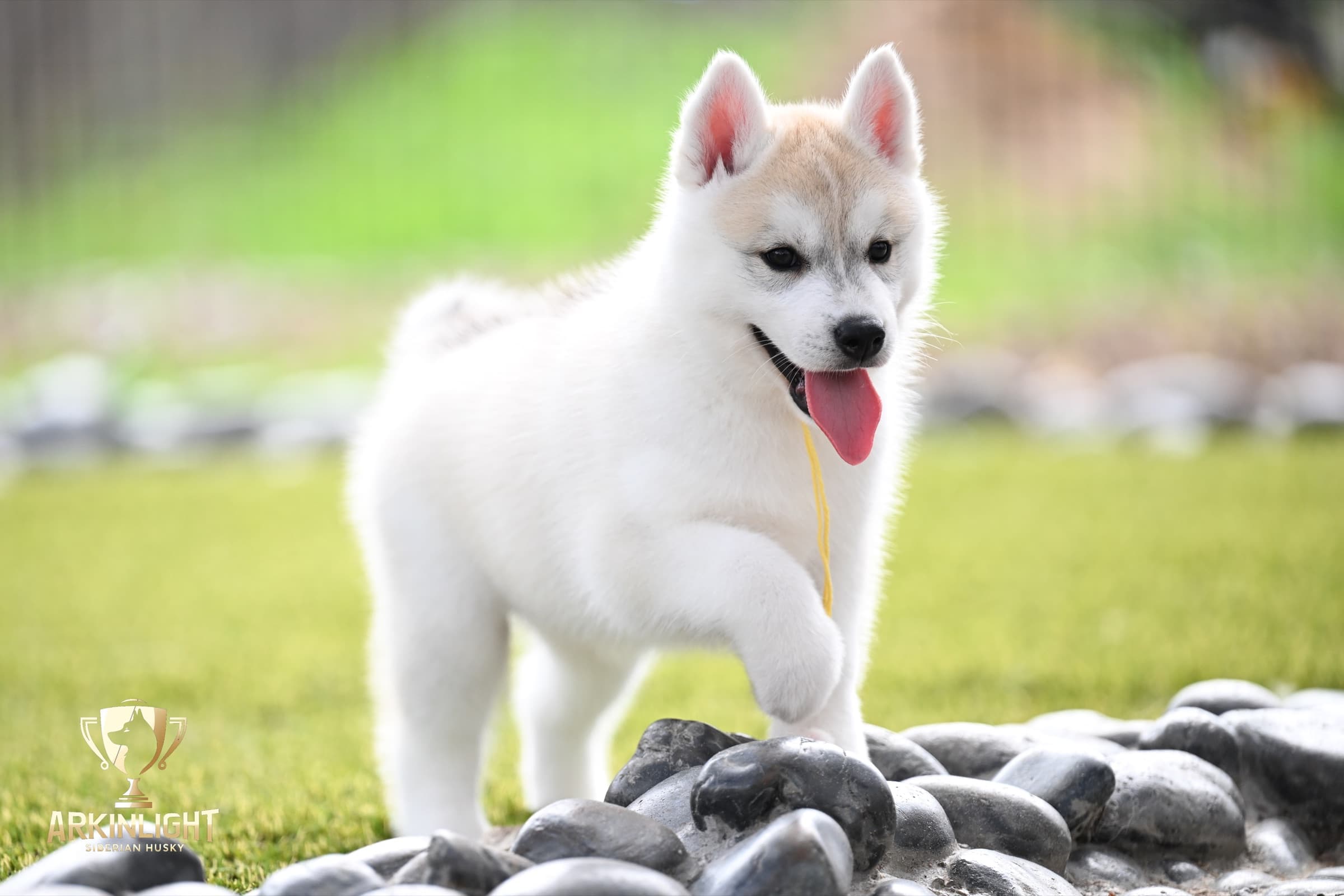 Arkinlight's Silver Blossom female Siberian Husky puppy outdoor photo 28