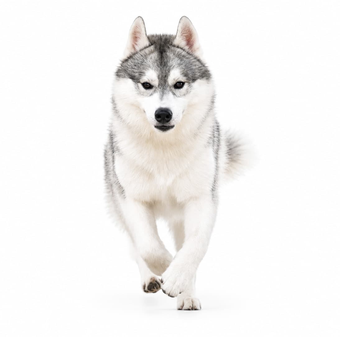 A Central Texas Husky Siberian Husky walking forward in bright studio light