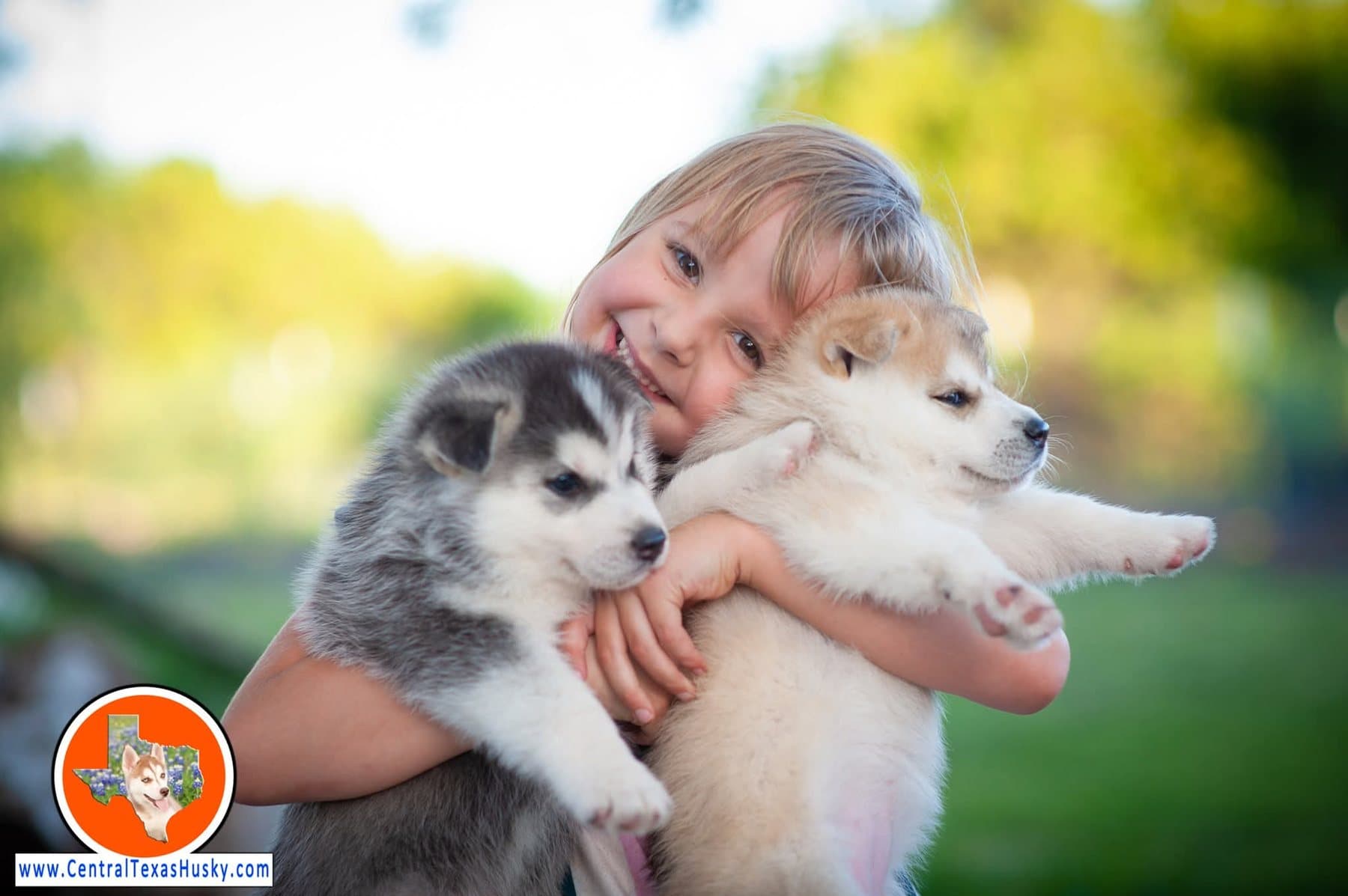 A Central Texas Husky volunteer hugging Siberian Husky puppies outside