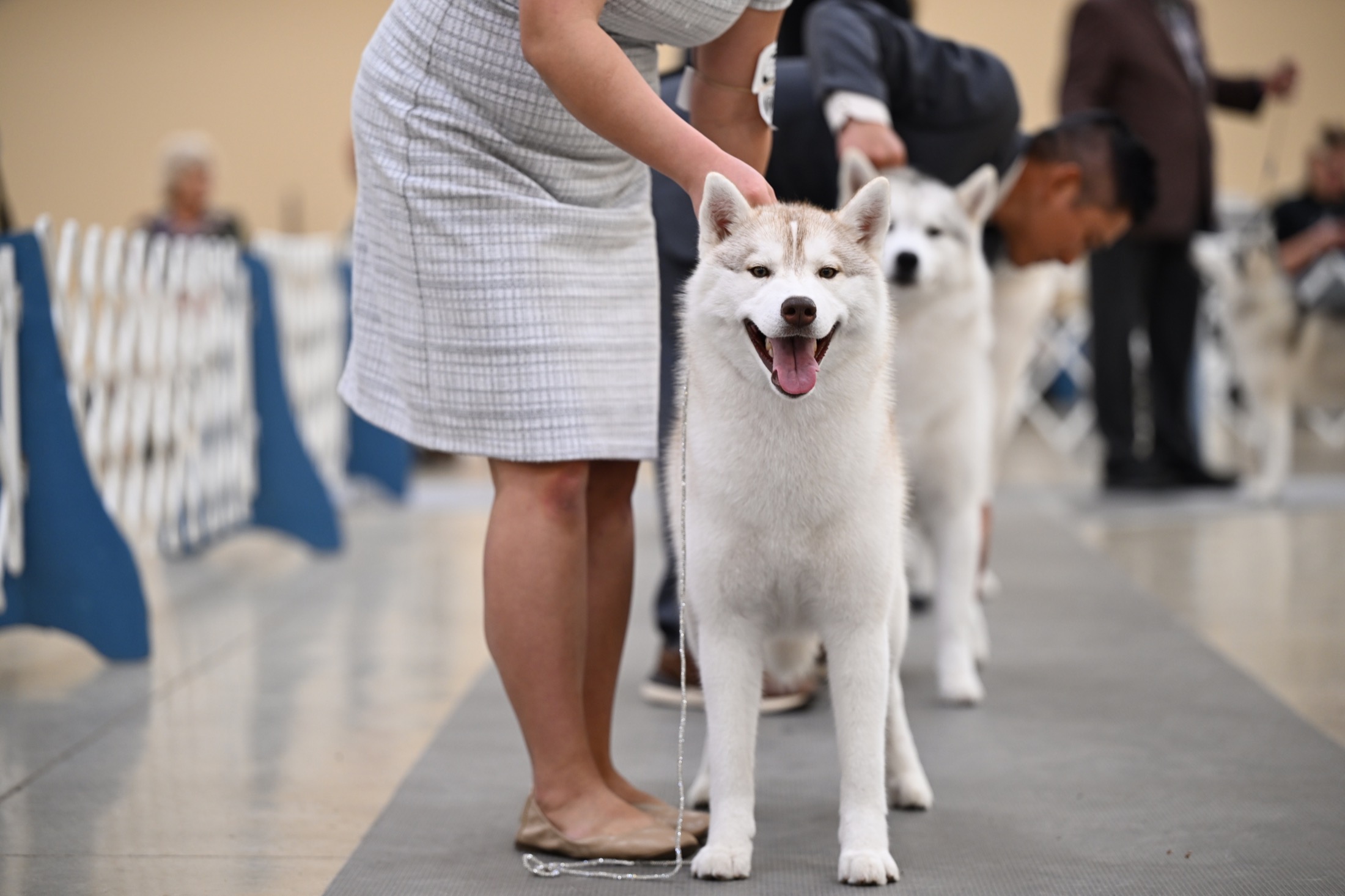Arkinlight Siberian Husky in the show ring during conformation evaluation