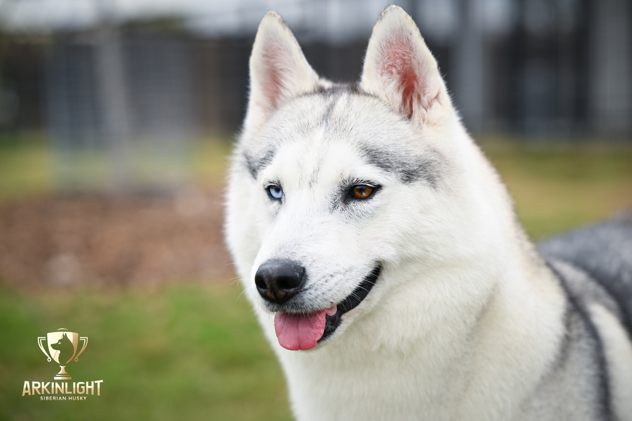 Bi-eyed Arkinlight Siberian Husky close-up