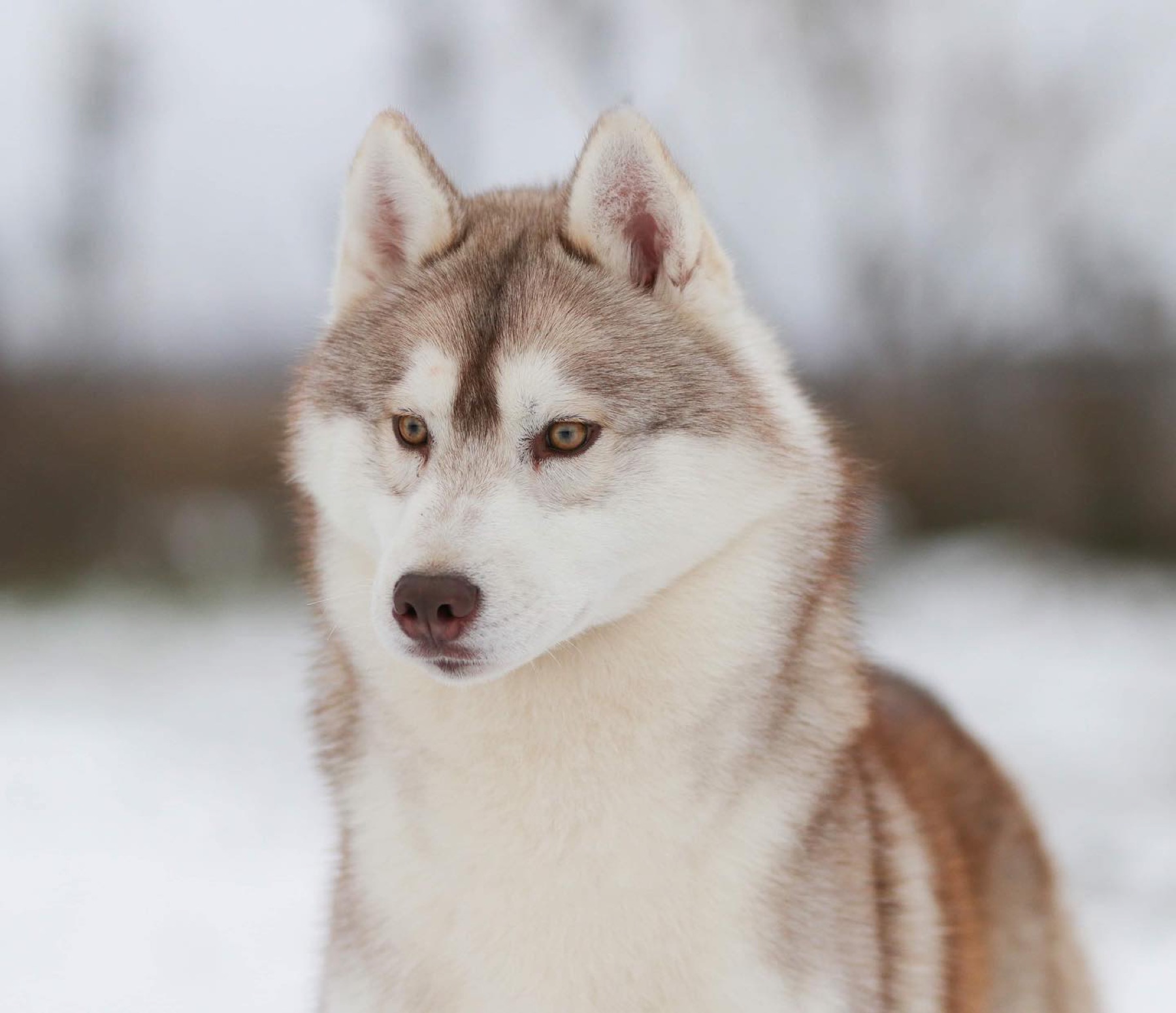 Red and white Arkinlight Siberian Husky with brown eyes in snow