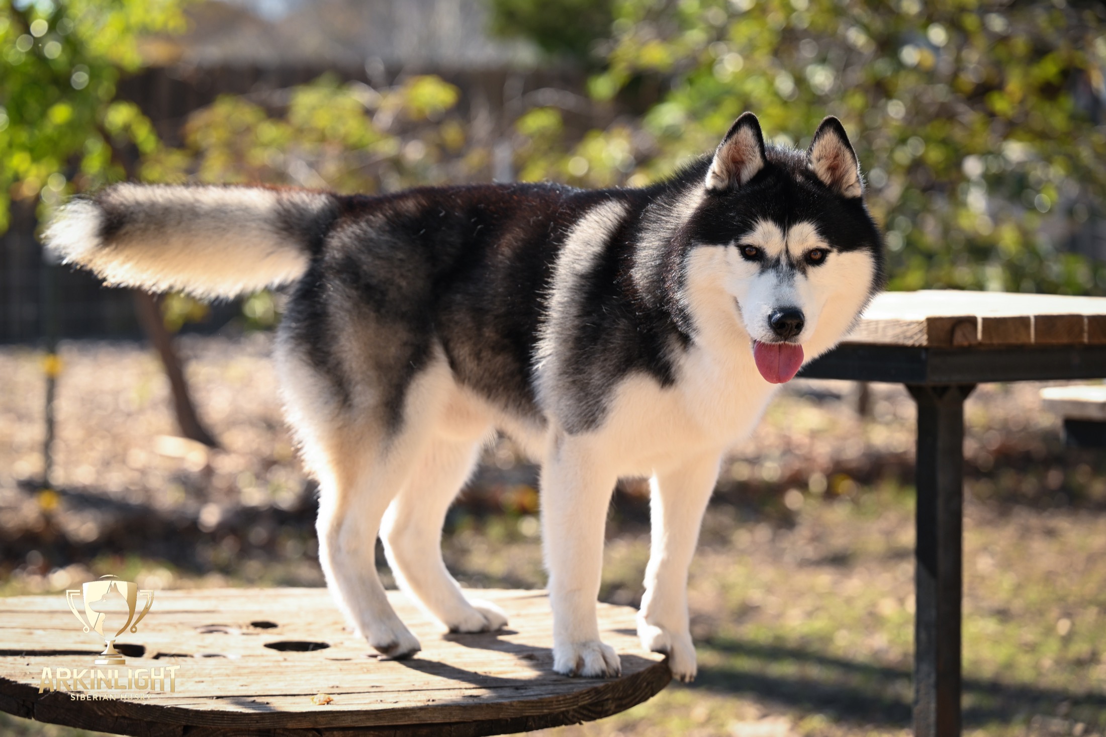 Black and white Arkinlight Siberian Husky standing outdoors