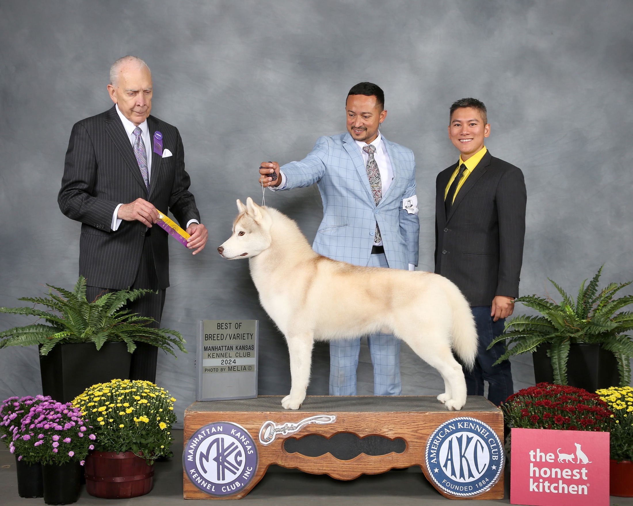 Arkinlight Siberian Husky Esteban winning Best of Breed at an AKC show