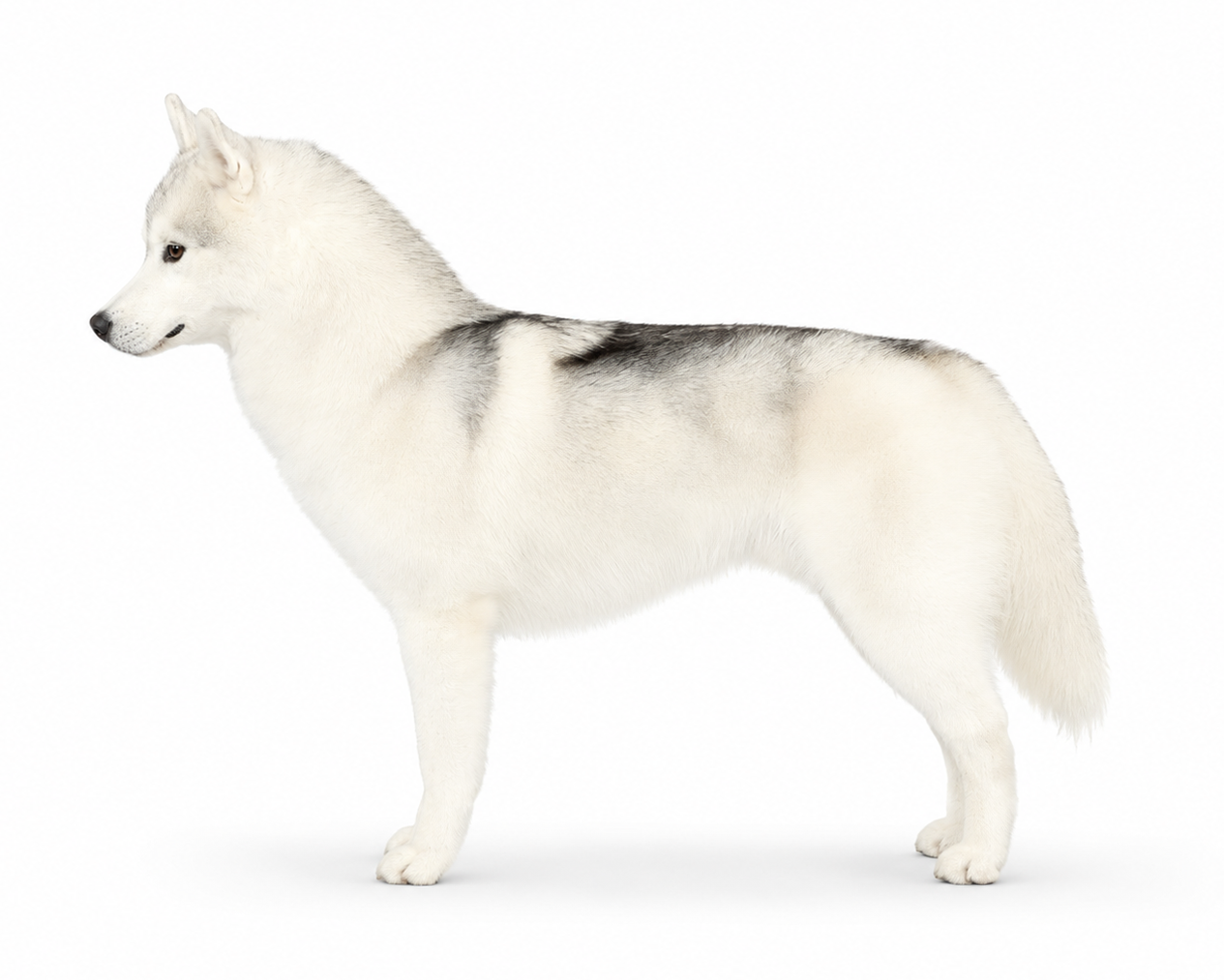 AKC champion Siberian Husky Star standing on a white background